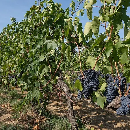 Palazzo Massaini - La Pieve Farm stay *